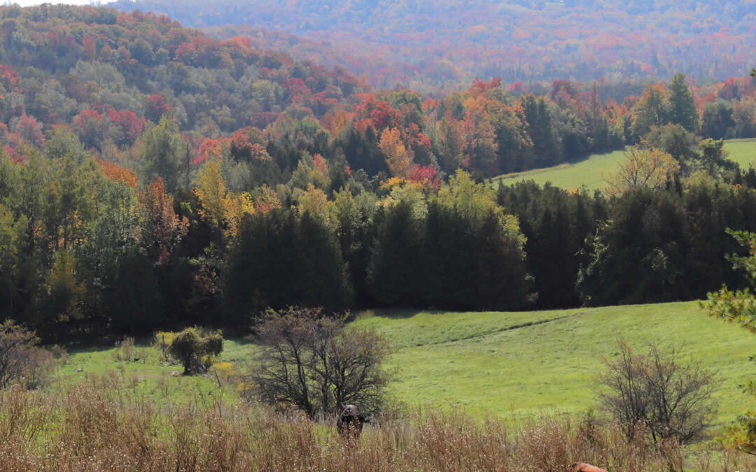 Strategic Gift Planning – How to achieve your client’s donor vision