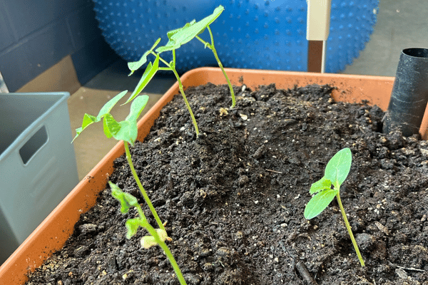 seedling growing in a large bin