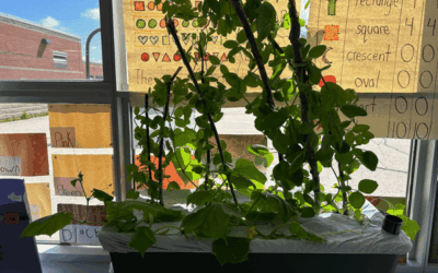 Growing Food Literacy One Classroom at a Time