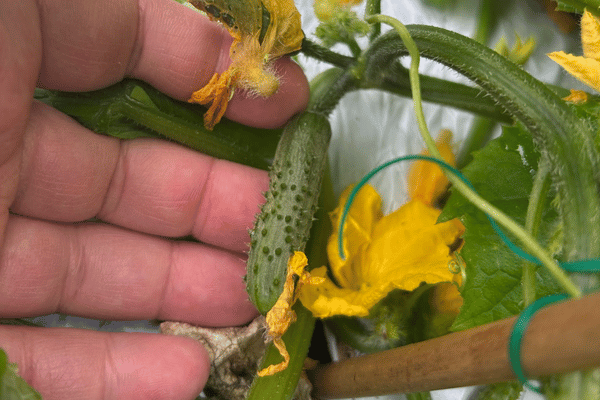 a hand touching a plant with baby cucumbers